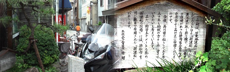 三島宿の松並木。