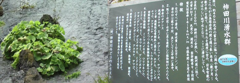 富士山の湧水だけの柿田川の清流、一日あたり百万トンの水量が流れる日本一の川です。