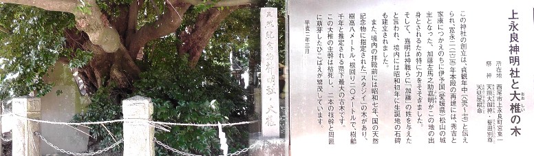 上永良神明社。大きな椎ノ木（左）は拝殿の真正面にあります。 上永良神明社