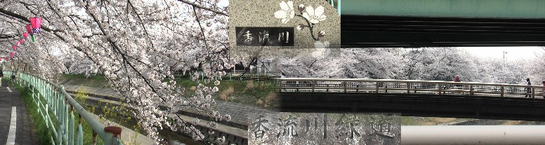 香流川緑道の桜並木。