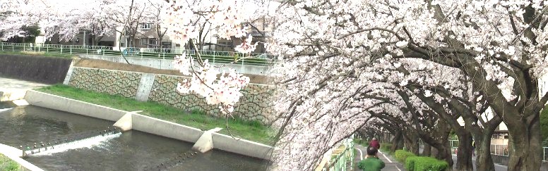 香流川緑道の桜並木