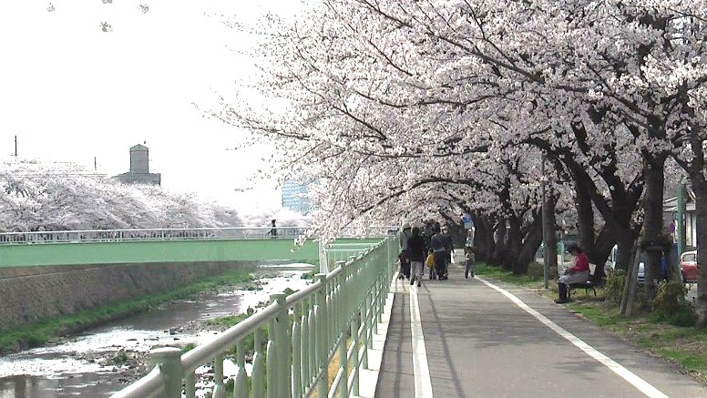 香流川緑道の桜並木