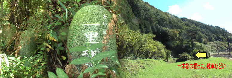 金知屋一里塚跡（中）。探すのに一時間余かかりました。背丈以上の雑草がひどく困難ですが 一本松の根っこまで掻き分けて入って（左端）下さい。またこの付近には先祖の墓石群が点在 し街道の痕跡もみられます。jr中央線の改修工事で大きく変更されたので