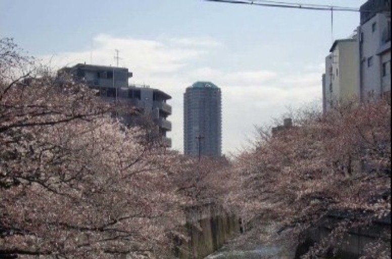 神田川のさくら