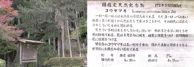 甘泉寺境内国指定天然記念物「コウヤマキ」。
