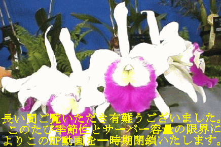 香流川緑道 月心寺(神明社の西隣）。観音堂には十一面観世音立像が安置され、猪子石城址とも伝えられています。