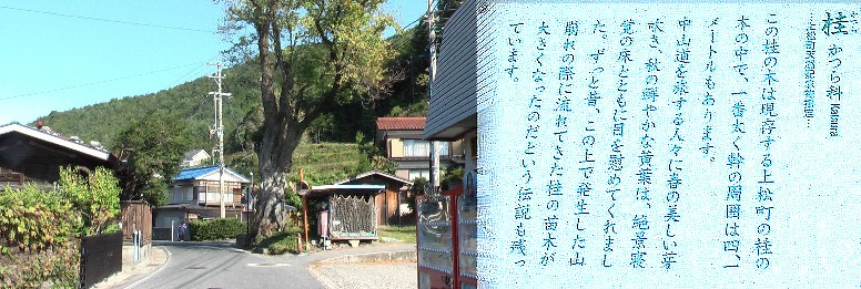中山道・道標から約１００ｍくらい歩くと道の真ん中に立ちふさがるような桂の大木があります。