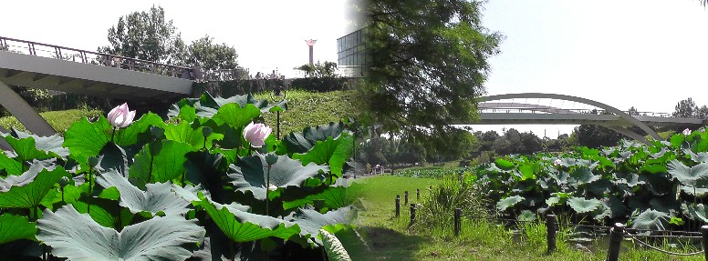 あいち健康の森公園３