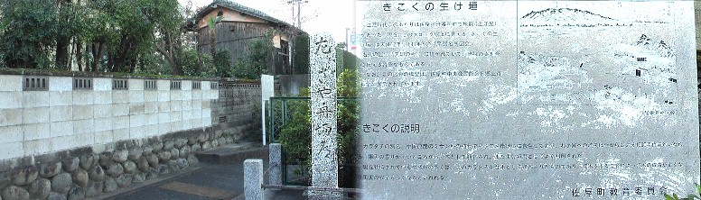 代官所址前の「キコク」の生垣、白いブロック塀の内側。