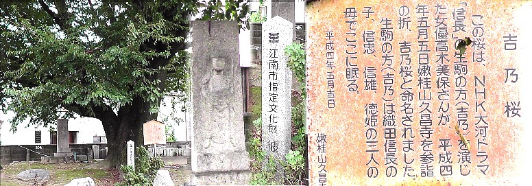 吉乃桜。 吉乃桜