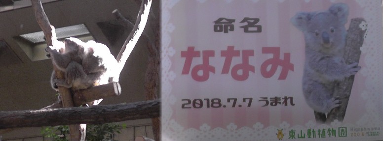 抱かれていた子供のコアラが木を下がり始めました。 子供のコアラが地上近くまで降りてきました。 親のコアラは左の方へ移動し始めました。