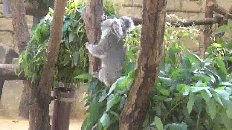 抱かれていた子供のコアラが木を下がり始めました。 子供のコアラが地上近くまで降りてきました。 親のコアラは左の方へ移動し始めました。