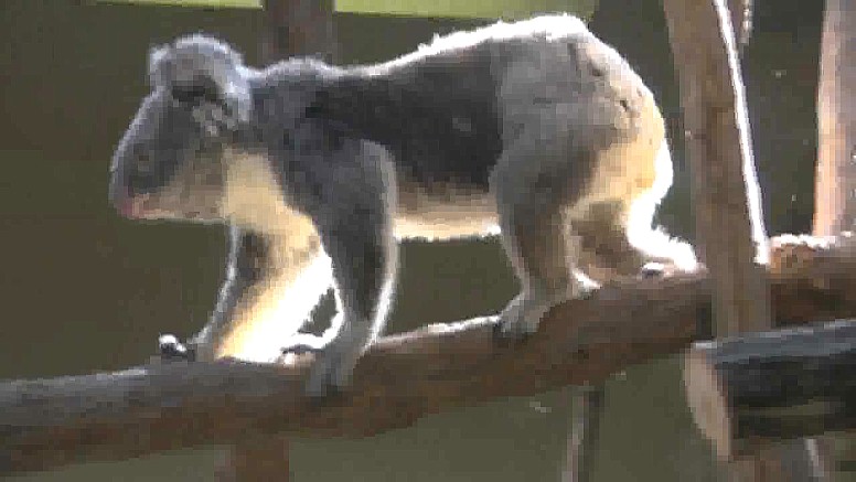 抱かれていた子供のコアラが木を下がり始めました。 子供のコアラが地上近くまで降りてきました。 親のコアラは左の方へ移動し始めました。