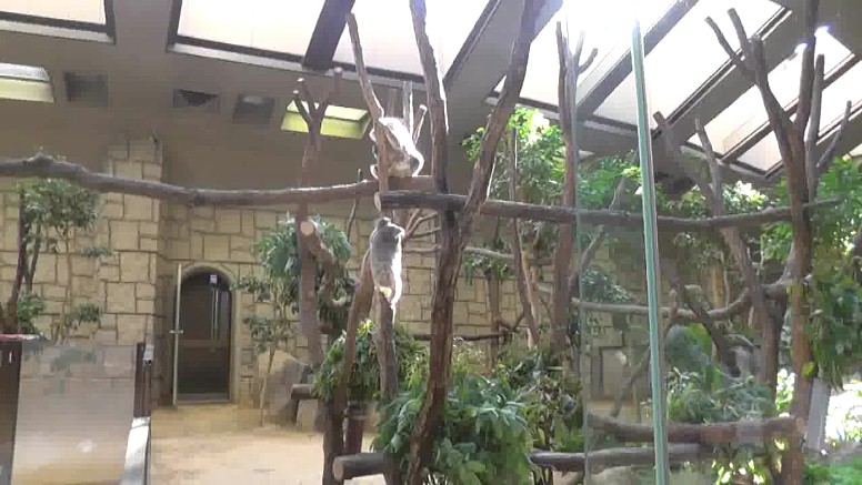 抱かれていた子供のコアラが木を下がり始めました。 子供のコアラが地上近くまで降りてきました。 親のコアラは左の方へ移動し始めました。