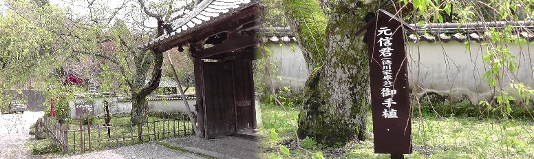 松平元信（徳川家康公）御手植のシダレサクラ。