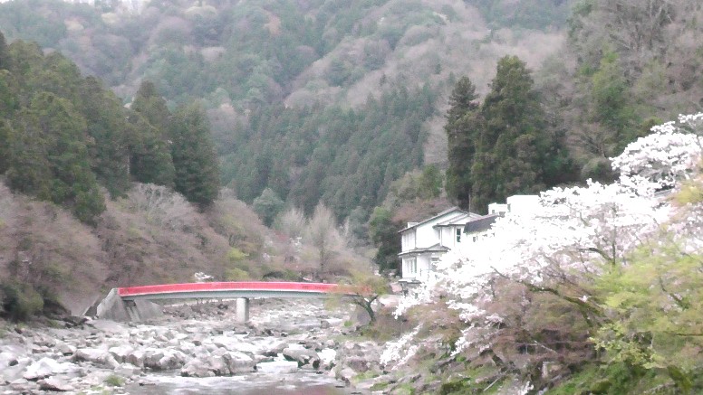 国道１５３号・巴橋から春の香嵐渓（待月橋）を撮る。