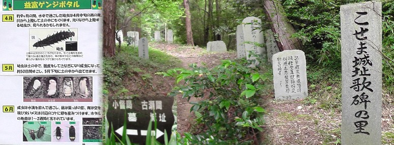 こせま城址歌碑の里（右）。長勝院（於万の方）とも言われた 関連：長勝院（於万の方）の墓があります。小督局と 呼ばれた方は史上３人いらっしやったようです。 益富地区源氏ホタル及び碑石拡大