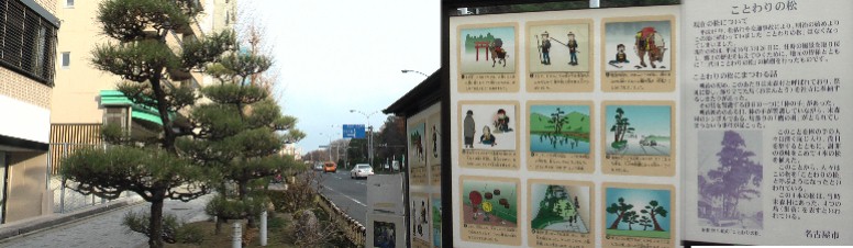 「ことわりの松」。東山通り東山公園駅前にあります。 説明板拡大