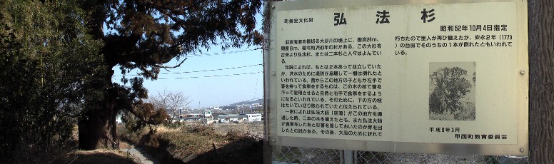 ここも大砂川（天井川）の堤防に植えられています。