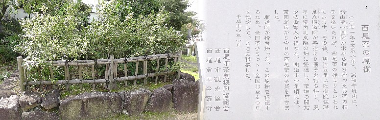 紅樹院境内の西尾茶の原樹。