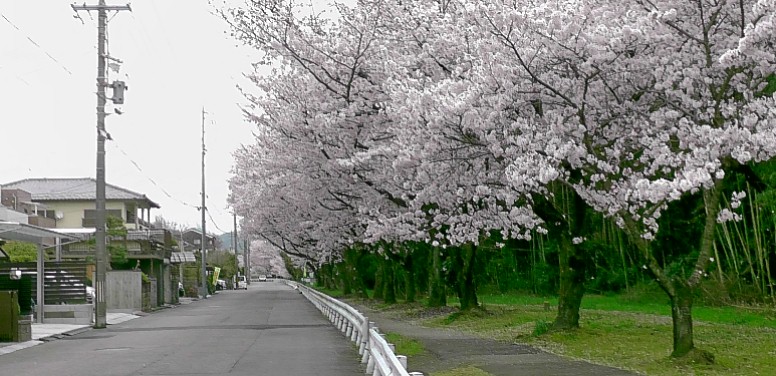 高蔵寺第三号墳すぐ下の庄内川右岸道路の桜並木道。