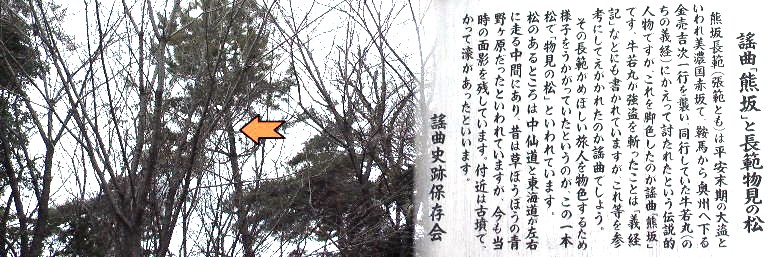 赤い矢印の松が1本だけ目についた。