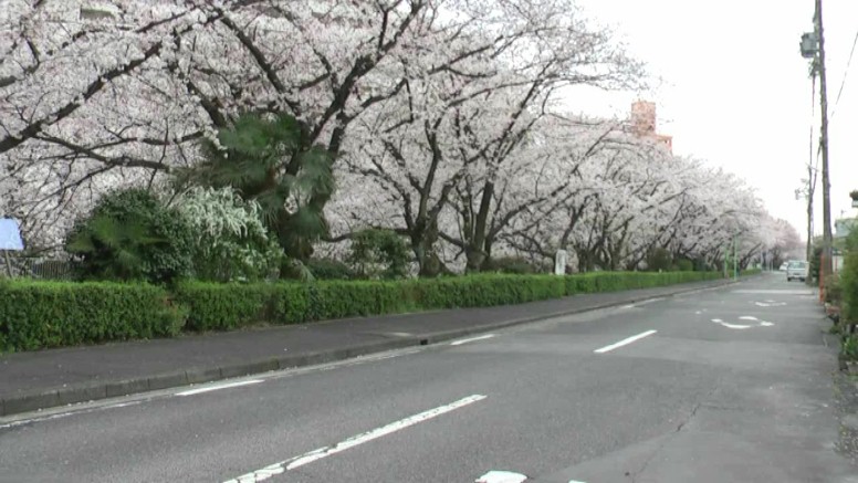 北区・黒川の桜