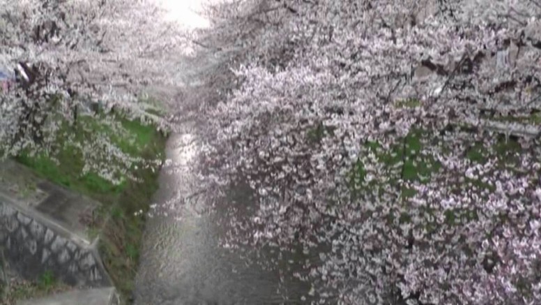 北区・黒川の桜。 黒川・木津根橋