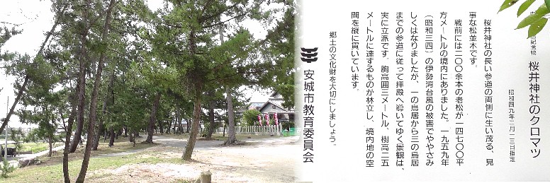 桜井神社のクロマツ。