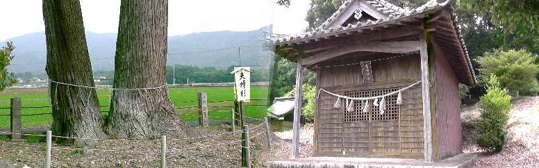 車神社東に鎮座の富岡神社と境内の夫婦杉の大木。