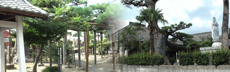 空運寺内の名木クロマツは市内最高長で、見事な枝ぶりといい、幹の太さといい一見に値する 保存樹である。