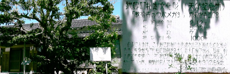 教福寺境内の樹齢約1000年の町指定文化財ウバメガシです。