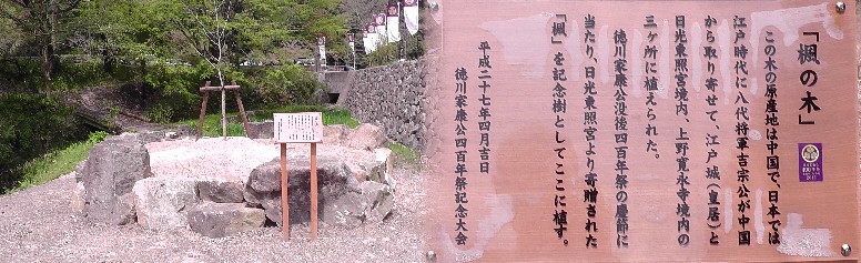 下記の桜馬場の南に植えられたばかりです。 楓の木