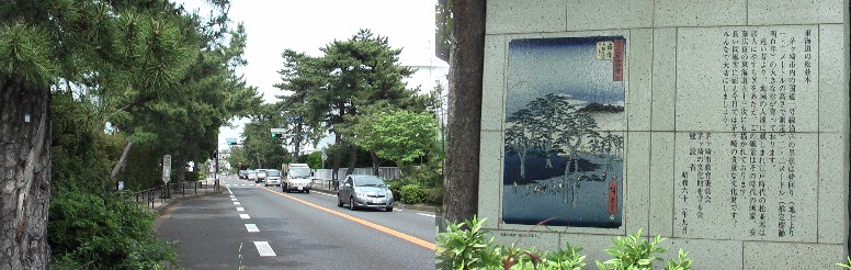 茅ヶ崎市1号線の松並木。幹周り2.2メートル推定樹齢400年の松も育っていると言う (昭和62年9月現在)。