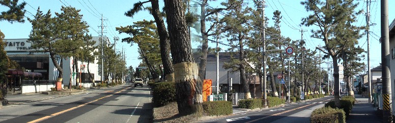 旧東海道・東栄町交差点から東へ明治川神社交差点間の松並木。