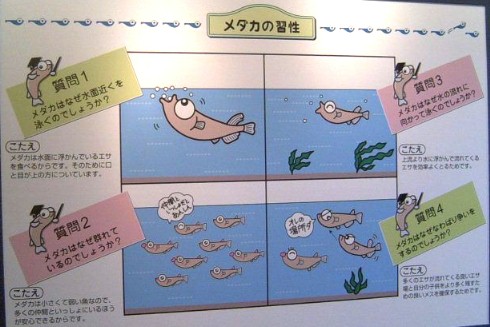 写真はすべてメダカ館で撮影したものです。