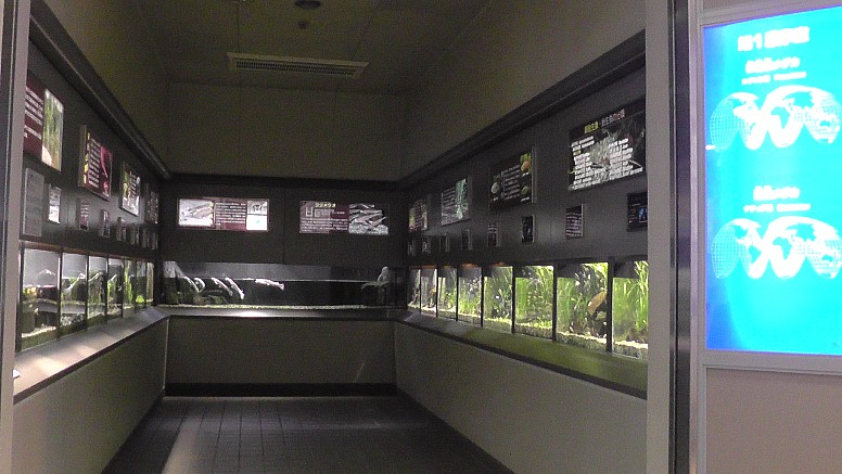 泳ぐ宝石と言われる世界のメダカ館 泳ぐ宝石と言われる世界のメダカ館 泳ぐ宝石と言われる世界のメダカ館 泳ぐ宝石と言われる世界のメダカ館。第１展示室。 泳ぐ宝石と言われる世界のメダカ館。第２展示室。 泳ぐ宝石と言われる世界のメダカ館。第３展示