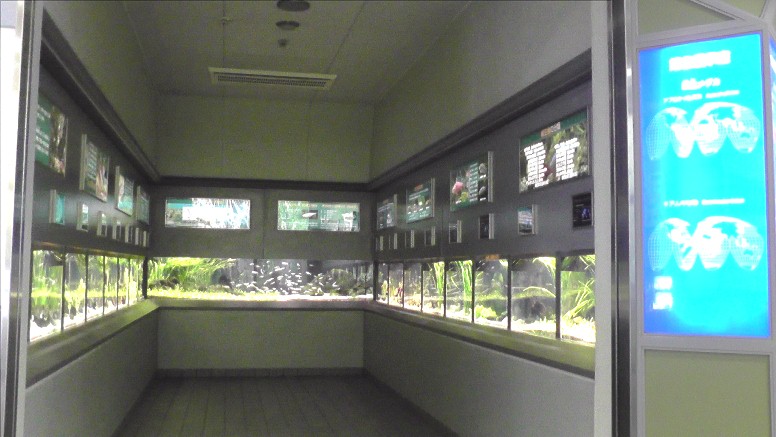 泳ぐ宝石と言われる世界のメダカ館 泳ぐ宝石と言われる世界のメダカ館 泳ぐ宝石と言われる世界のメダカ館 泳ぐ宝石と言われる世界のメダカ館。第１展示室。 泳ぐ宝石と言われる世界のメダカ館。第２展示室。 泳ぐ宝石と言われる世界のメダカ館。第３展示