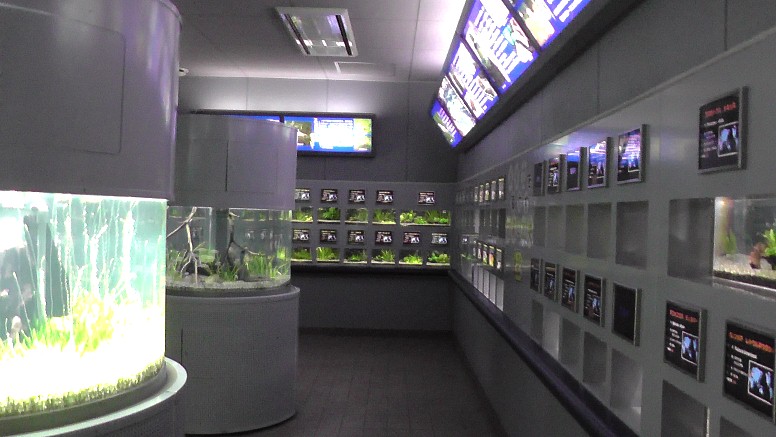 泳ぐ宝石と言われる世界のメダカ館 泳ぐ宝石と言われる世界のメダカ館 泳ぐ宝石と言われる世界のメダカ館 泳ぐ宝石と言われる世界のメダカ館。第１展示室。 泳ぐ宝石と言われる世界のメダカ館。第２展示室。 泳ぐ宝石と言われる世界のメダカ館。第３展示