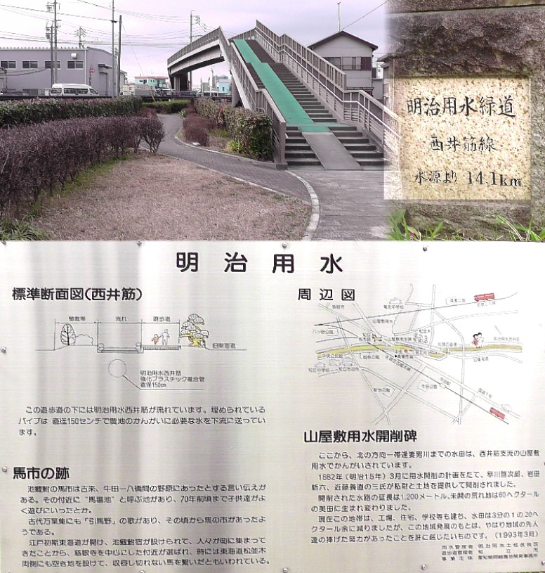 松並木の一部が明治用水緑道となっています。。