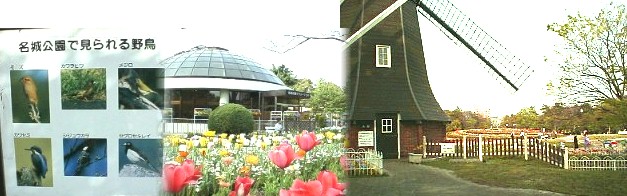 公園内にあるフラワーセンターと公園内で見られる 野鳥の案内板,上左からモズ、カワラヒワ、メジロ、下左からカワセミ、シジュウカラ、 セグロセキセイ 写真右は公園中央の花壇とオランダ風車。2011,4月頃には野鳥の案内板は 撤去されていました。