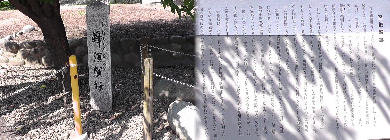 宮後城跡に植えられた蜂須賀桜。 説明文拡大。 宮後城跡