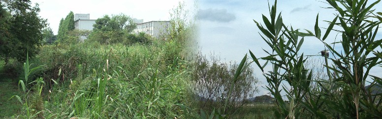 天白・元屋敷遺跡の確たる標識など見当たりませんので諏訪神社横から裏側に回り守山高校の 方面を写す。現在この中志段味地区は大掛かりな区画整理中で、まだ10年程掛かる予定です。 天白・元屋敷遺跡