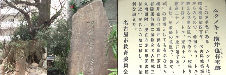 駅1番出入り口から東へ約２５０メートル東、明倫尋常小学校跡の大きな石碑（中）。 現在この巨木(左)は根っこ（左下）がひどく痛んでいます。四方大きなビルに囲まれ ている中庭に在るため１階の通路をくぐり抜けて見ることが出来る。また俳人横井也 有