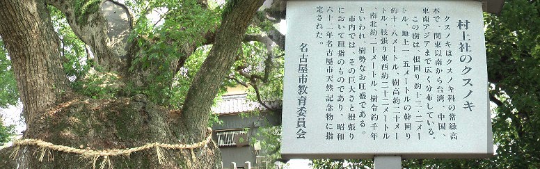 村上社のクスノキ