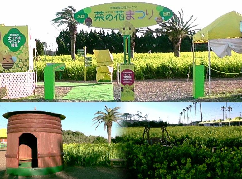 伊良湖菜の花ガーデン。