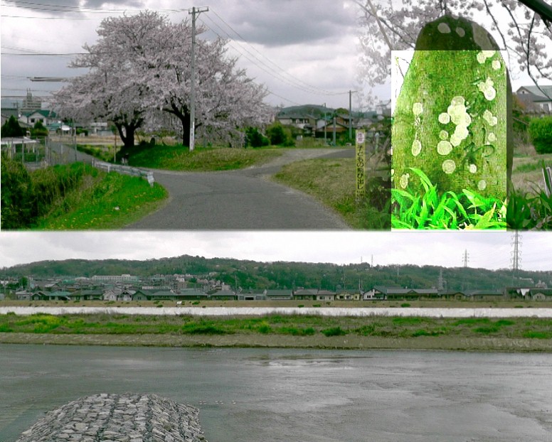 野田の渡し場跡。上は春日井市側の渡し場跡(推定)。桜の下に右上の石碑あるも文字判読不詳(水神の文字のみ)。 下は対岸の名古屋市守山区吉根地区の風景(渡し場付近)。 「野田(吉根)の渡し 密蔵院の南の野田と吉根を結ぶ渡しで、内津道中記に挿絵が