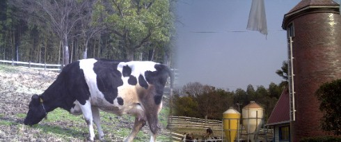 のどかな牧場風景、ここの牛乳、アイスクリームは長い行列ができる人気商品、 そして焼き芋も