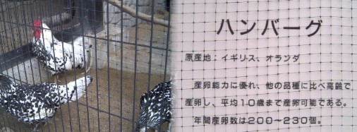 幾多の天然記念物の鶏など飼育されています。