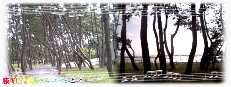 約1.4キロの松並木と藤前干潟の景観は海と市民が触れる数少ない癒しの場所です。